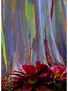 Rainbow Eucalyptus with Bromeliad by Debra Casey