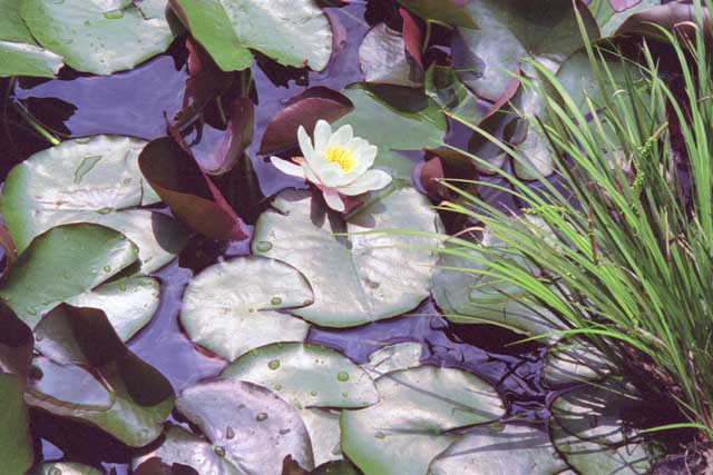 Lily Pond by Joan Dubanoski