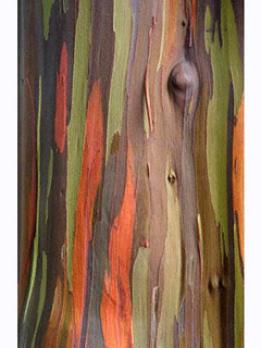 Gum Tree Detail III by Bruce Behnke