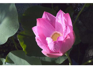Pink Lotus by Michael Horton