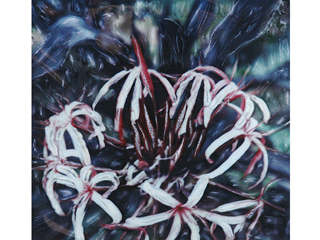 Spider Lily Plant by Marcia Duff