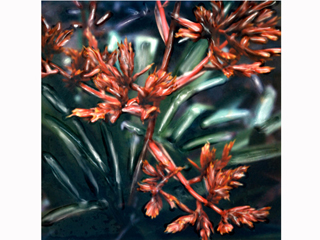 Green Bromeliad with Red Flowers #1 by Marcia Duff