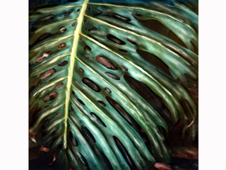 Monstera #3 by Marcia Duff