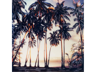 Sunset Palms by Marcia Duff