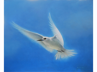 White Tern by Michael Furuya