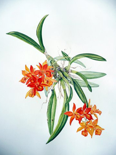 Cattleya Orchid by Kaye Hurtt