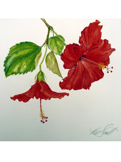 Red Hibiscus by Kaye Hurtt