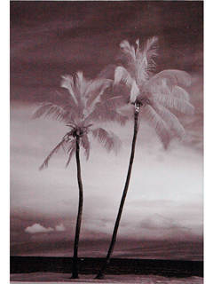 Infrared Palms I by Joan  Cooke