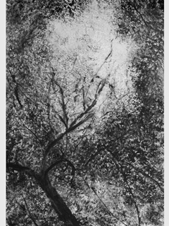 Trees, No. 4 by Willa Cox
