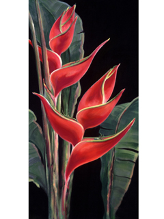 Red Heliconia by Carol Collette