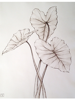 Commission:  3 Taro Leaves by Mari Kuramochi