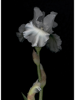 White Iris #1 by Kate Keller Kobayashi