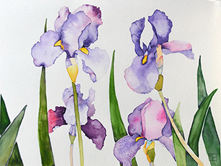 Purple Iris by Martha Heppard