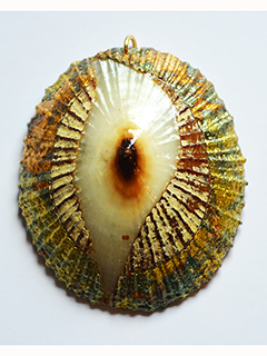 Opihi Shell Pendant #5 by Marshall Kary