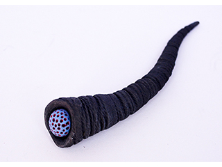 Shell Series #4 by Christopher Edwards