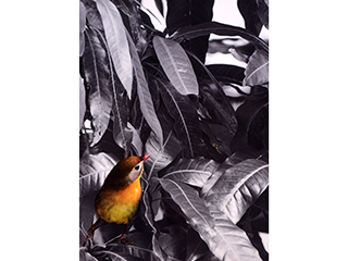 Red Billed Leiothrix by Debra Casey