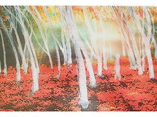 Ghost Forest by Calvin Collins