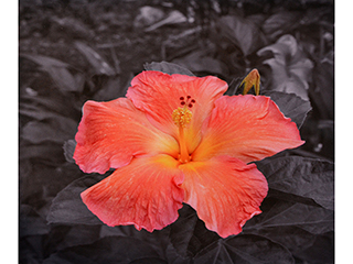 Peach Hibiscus & Bud by Debra Casey