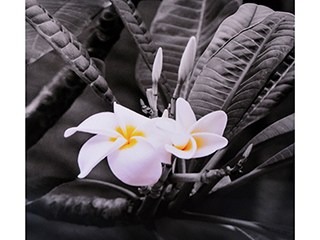 White Plumeria by Debra Casey