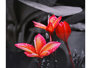 Tricolor Plumeria by Debra Casey