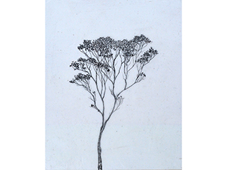 Ohia Lehua 1 by Hiroko Sakurai