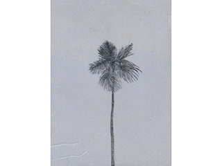 Loulu Palm by Hiroko Sakurai
