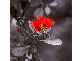 Ohia Lehua by Debra Casey