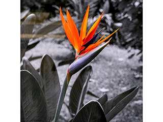 B.O.P. 3 by Debra Casey