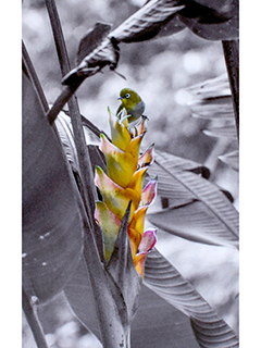 Warbling White Eye on Heliconia by Debra Casey