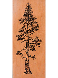 Tropical Pine by Rebecca Horne