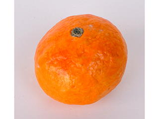 Tangerine Rattle by Jolyn Okimoto