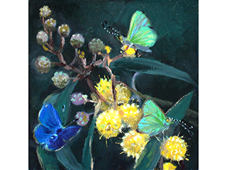 Koa butterflies on koa blossoms by Wendy Roberts