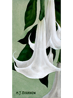 Brugmansias in White (Angel's Trumpet) by M.J. Shannon