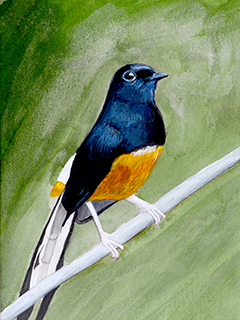 White-rumped Sharma by John Kirby