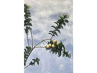 Guava by Sandra Blazel