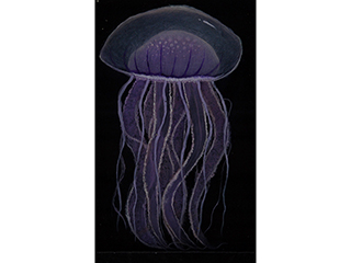 Purple Jelly by Jamen Chai