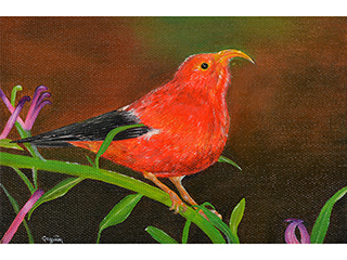I'iwi Bird (Honeycreeper) by Maria G. Guzman