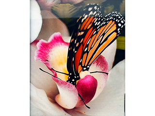 Monarch inside Pink/White Orchid by Heather Lieurance