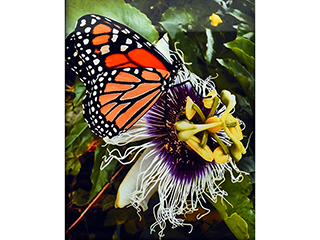 Monarch on Lilikoi Flower by Heather Lieurance