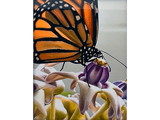 Monarch on Purple Crown Flower by Heather Lieurance