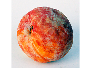 Peach Rattle by Jolyn Okimoto