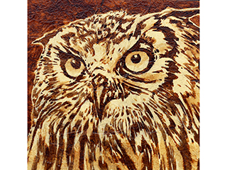Owl by Jimmy Tablante