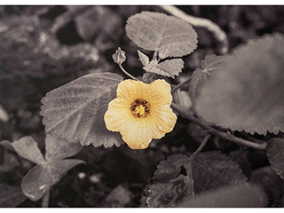 'Ilima by Debra Casey