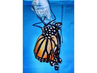 Monarch Emerging by Heather Lieurance