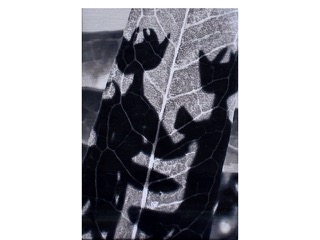 Milkweed Mele by Heather Lieurance