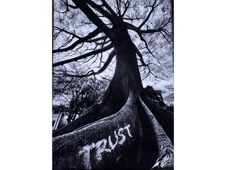 Trust Tree by Heather Lieurance