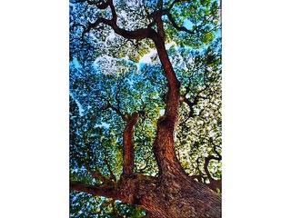 Punahou Tree by Heather Lieurance