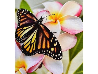 Monarch on Plumeria by Heather Lieurance