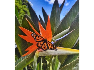 Queen Emma's Garden by Heather Lieurance