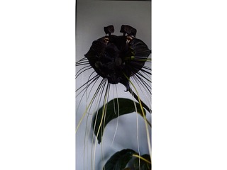 Bat Flower by Tiare  Dutcher